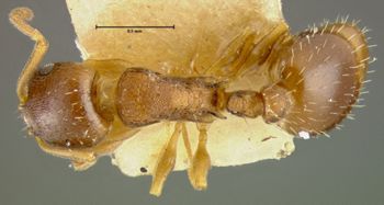 Media type: image;   Entomology 8676 Aspect: habitus dorsal view